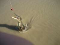 Bestandsnaam:
20060721_3911.jpg
Titel:
Jumping Croc
Plaats:
Adelaide River
Beschrijving:
Adelaide River - Jumping Croc
