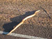 Bestandsnaam:
20060724_4122.jpg
Titel:
Python
Plaats:
Nimtiluk NP
Beschrijving:
Nimtiluk NP - Python