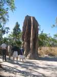 Bestandsnaam:
20060725_4142.jpg
Titel:
Cathedral Termite Mound
Plaats:
Litchfield NP
Beschrijving:
Litchfield NP - Cathedral Termite Mound