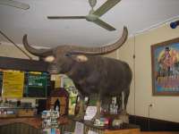 Bestandsnaam:
20060728_4194.jpg
Titel:
Charlie de Buffalo
Plaats:
Adelaide River
Beschrijving:
Adelaide River - Charlie de Buffalo