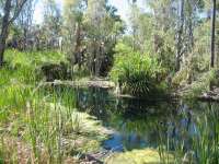 Bestandsnaam:
20060728_4195.jpg
Titel:
Swimming Hole
Plaats:
Mataranka
Beschrijving:
Mataranka - Swimming Hole