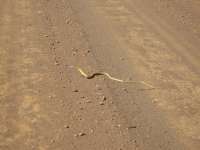 Bestandsnaam:
20060729_4247.jpg
Titel:
Inland Taipan
Plaats:
Northern Territory
Beschrijving:
Northern Territory - Inland Taipan