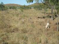 Bestandsnaam:
20060729_4260.jpg
Titel:
Skippy en Skippy Junior
Plaats:
Skippyland
Beschrijving:
Skippyland - Skippy en Skippy Junior