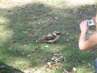 Bestandsnaam:
20060731_4312.jpg
Titel:
Kookaburra
Plaats:
Millstream Falls
Beschrijving:
Millstream Falls - Kookaburra