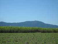 Bestandsnaam:
20060803_4605.jpg
Titel:
Suikerrietvelden
Plaats:
Tropical Queensland
Beschrijving:
Tropical Queensland - Suikerrietvelden