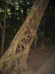 Bestandsnaam:
20060803_4658.jpg
Titel:
Figtree van buiten
Plaats:
Daintree NP
Beschrijving:
Daintree NP - Figtree van buiten