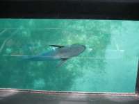 Bestandsnaam:
20060807_4948.jpg
Titel:
Zuigvis in glass bottom boat
Plaats:
Green Island
Beschrijving:
Green Island - Zuigvis in glass bottom boat