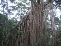 Bestandsnaam:
20060808_5181.jpg
Titel:
Curtain Fig Tree
Plaats:
Atherton Tablelands
Beschrijving:
Atherton Tablelands - Curtain Fig Tree