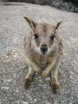 Bestandsnaam:
20060809_5263.jpg
Titel:
Nieuwsgierige rockwallaby
Plaats:
Granite Gorge
Beschrijving:
Granite Gorge - Nieuwsgierige rockwallaby