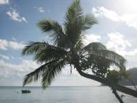 Bestandsnaam:
20060811_5461.jpg
Titel:
Tropisch eiland
Plaats:
Dunk Island
Beschrijving:
Dunk Island - Tropisch eiland