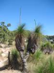 Bestandsnaam:
20060814_5779.jpg
Titel:
Grass Tree
Plaats:
Magnetic Island
Beschrijving:
Magnetic Island - Grass Tree