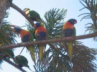 Bestandsnaam:
20060815_5881.jpg
Titel:
Papegaaien
Plaats:
Magnetic Island
Beschrijving:
Magnetic Island - Papegaaien